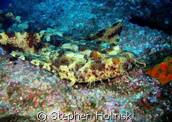 Wobbegong Shark, just relaxing.  South West Rocks, Austra... by Stephen Holinski 